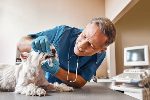 Best Emergency Treatment for Dental Infections or Abscesses in West Union, OH